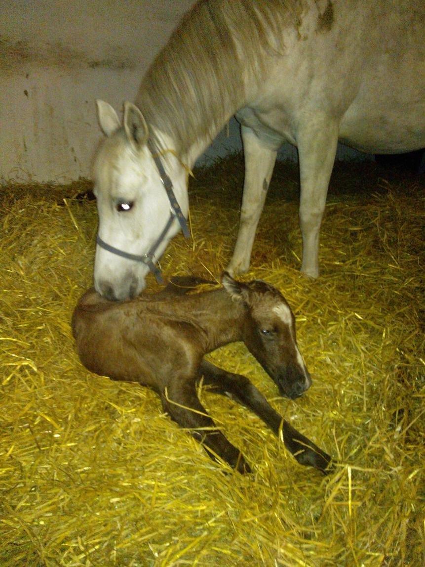 DSP Lykkebo Darleen billede 4