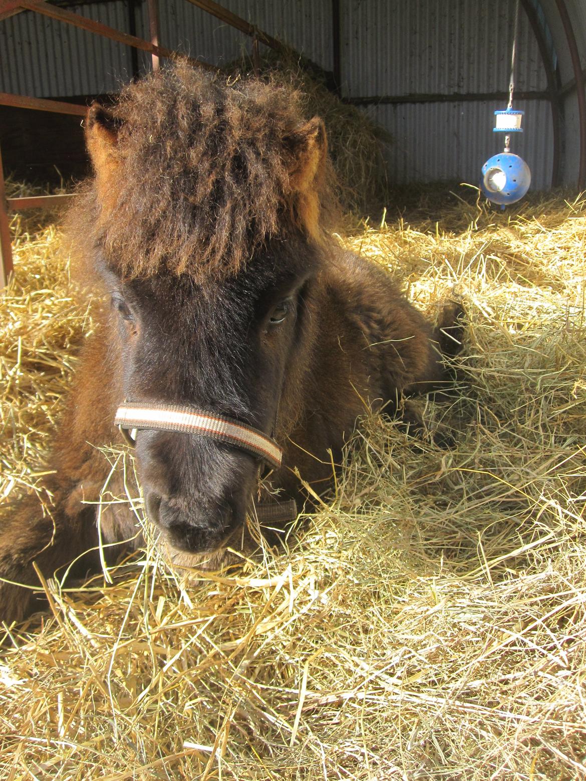 Shetlænder Frida billede 18