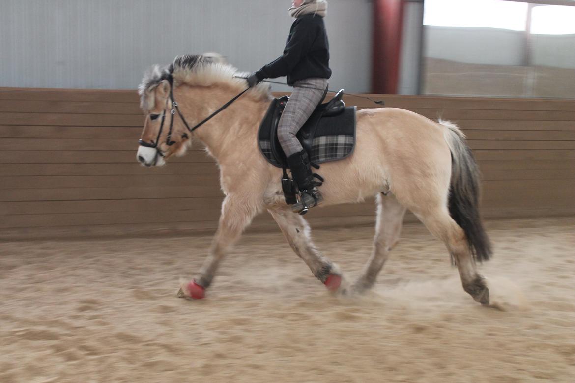 Fjordhest Bodyguard - Fin trav :) billede 5