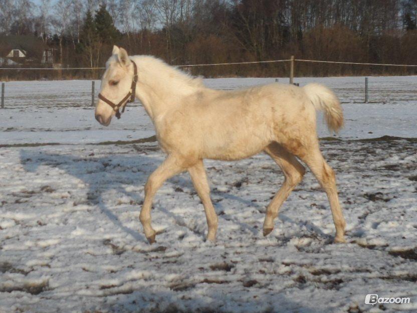 Palomino Sun Dancer billede 11