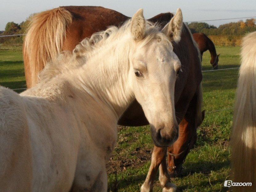 Palomino Sun Dancer billede 7