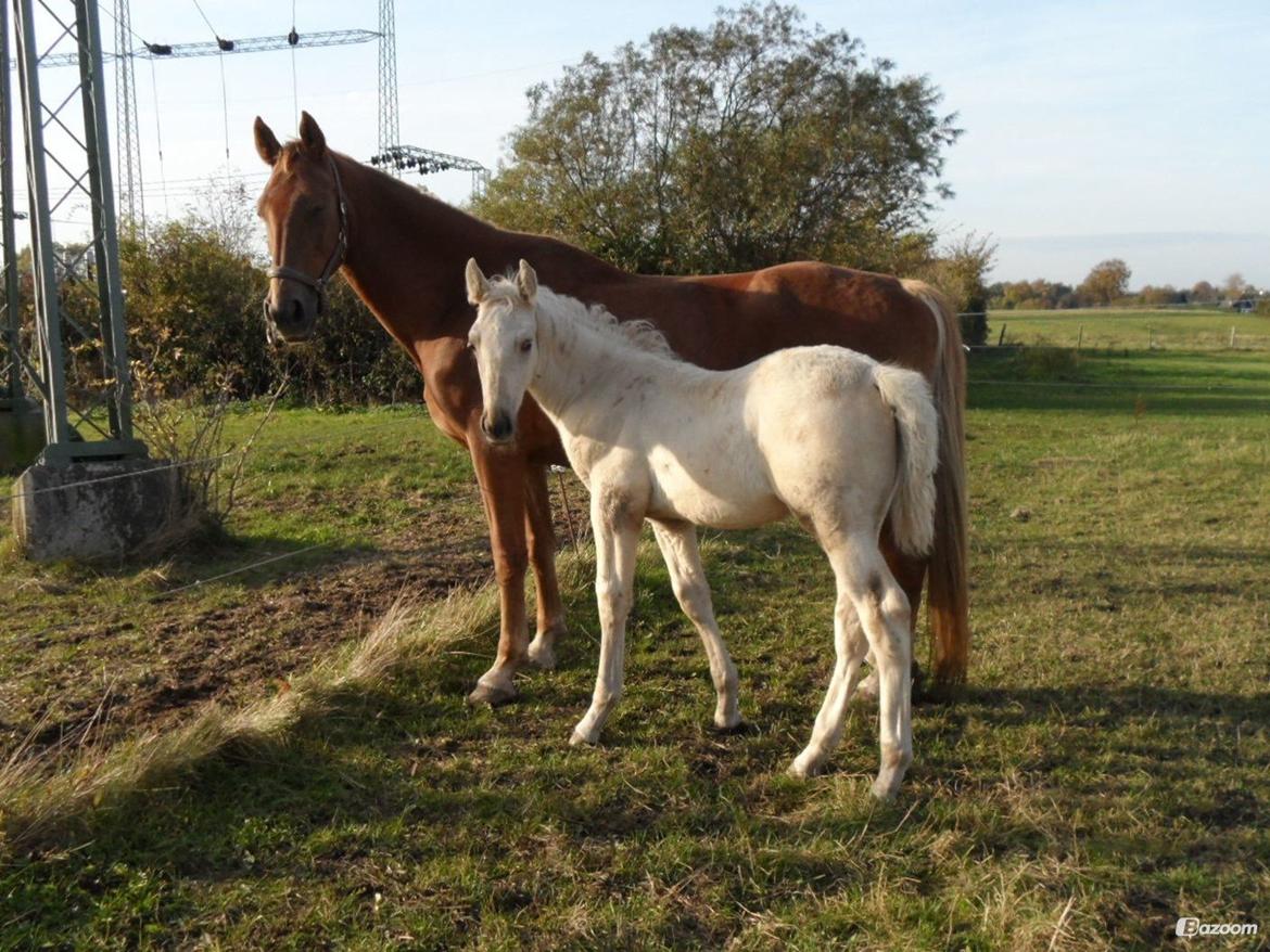 Palomino Sun Dancer billede 8