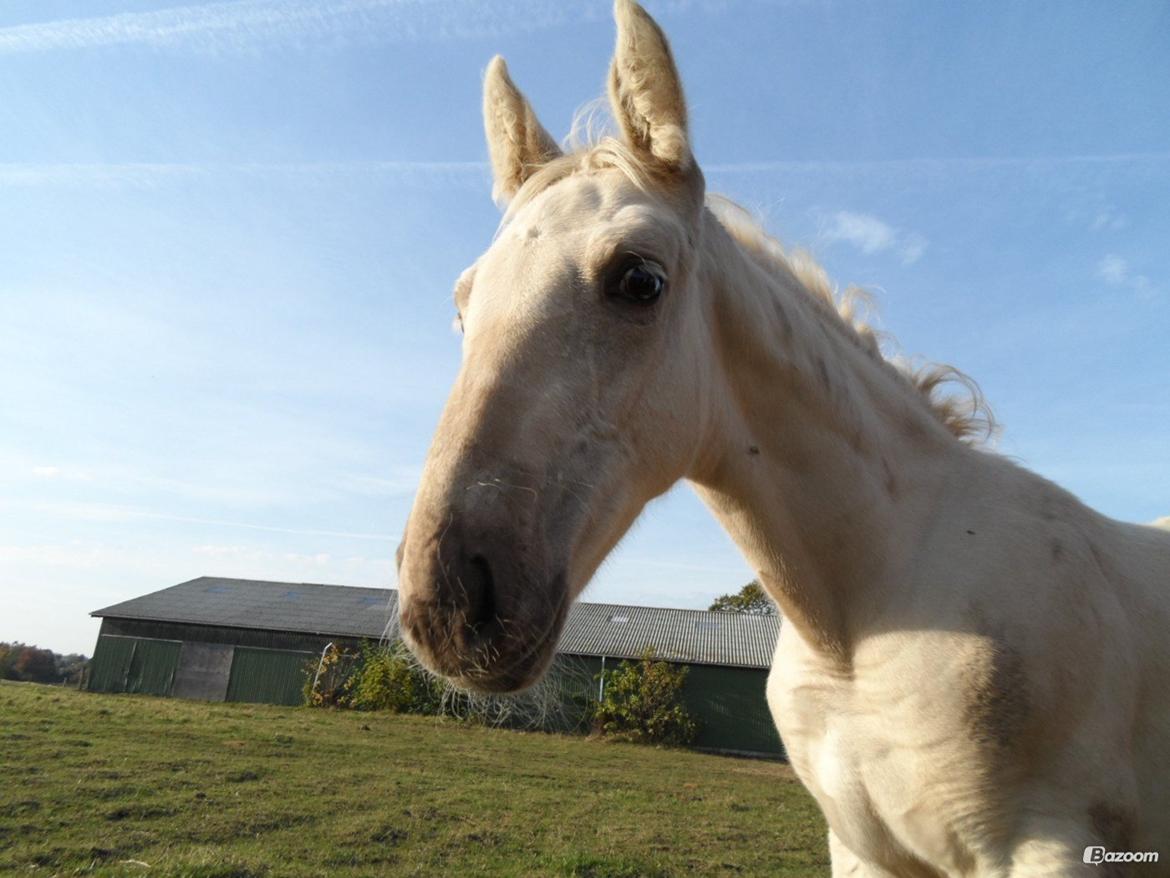 Palomino Sun Dancer billede 9