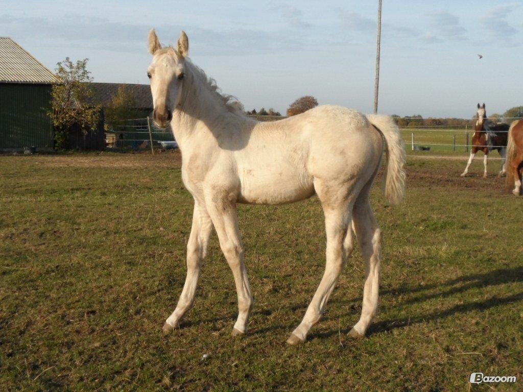 Palomino Sun Dancer billede 10