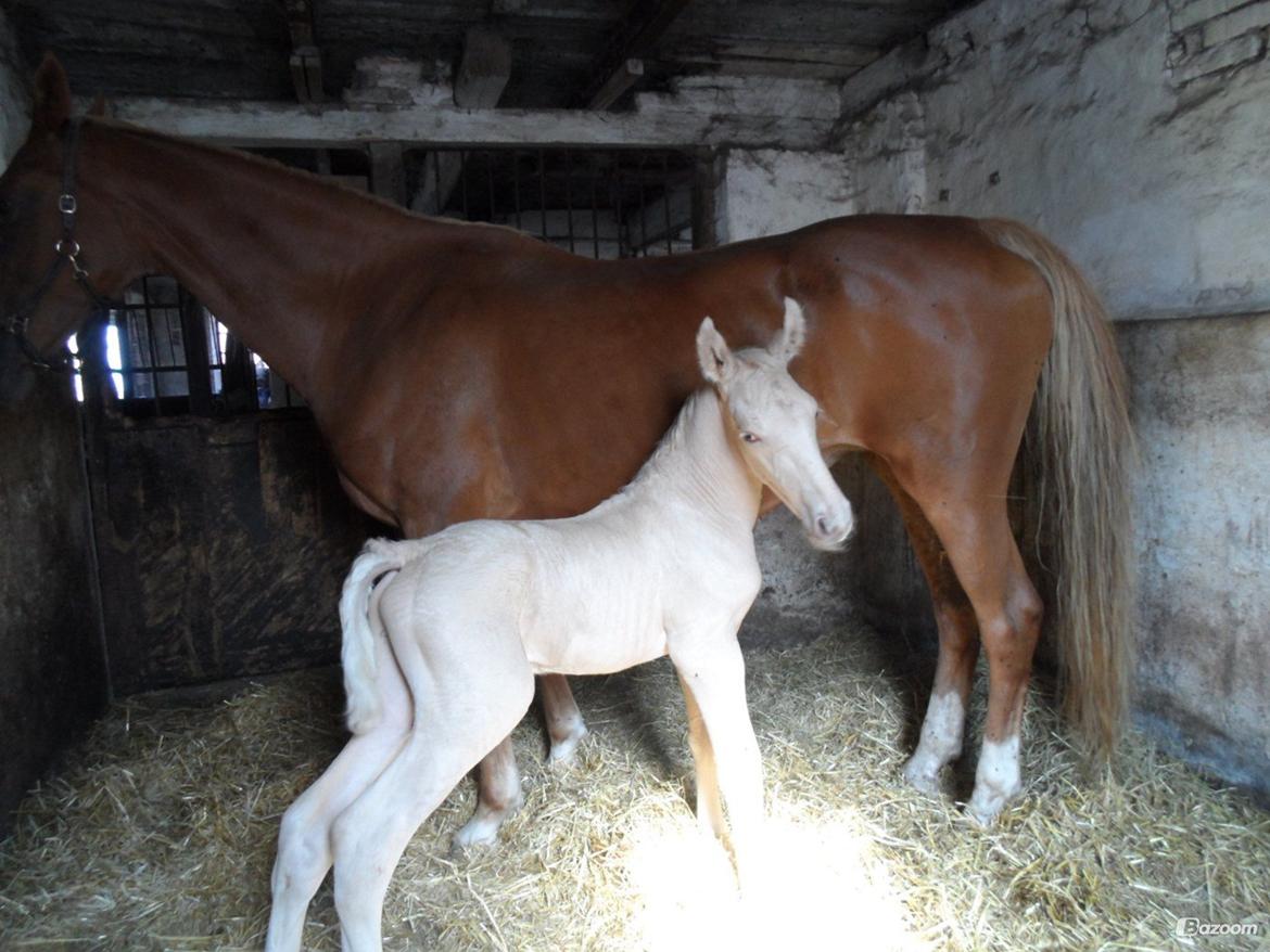 Palomino Sun Dancer billede 2