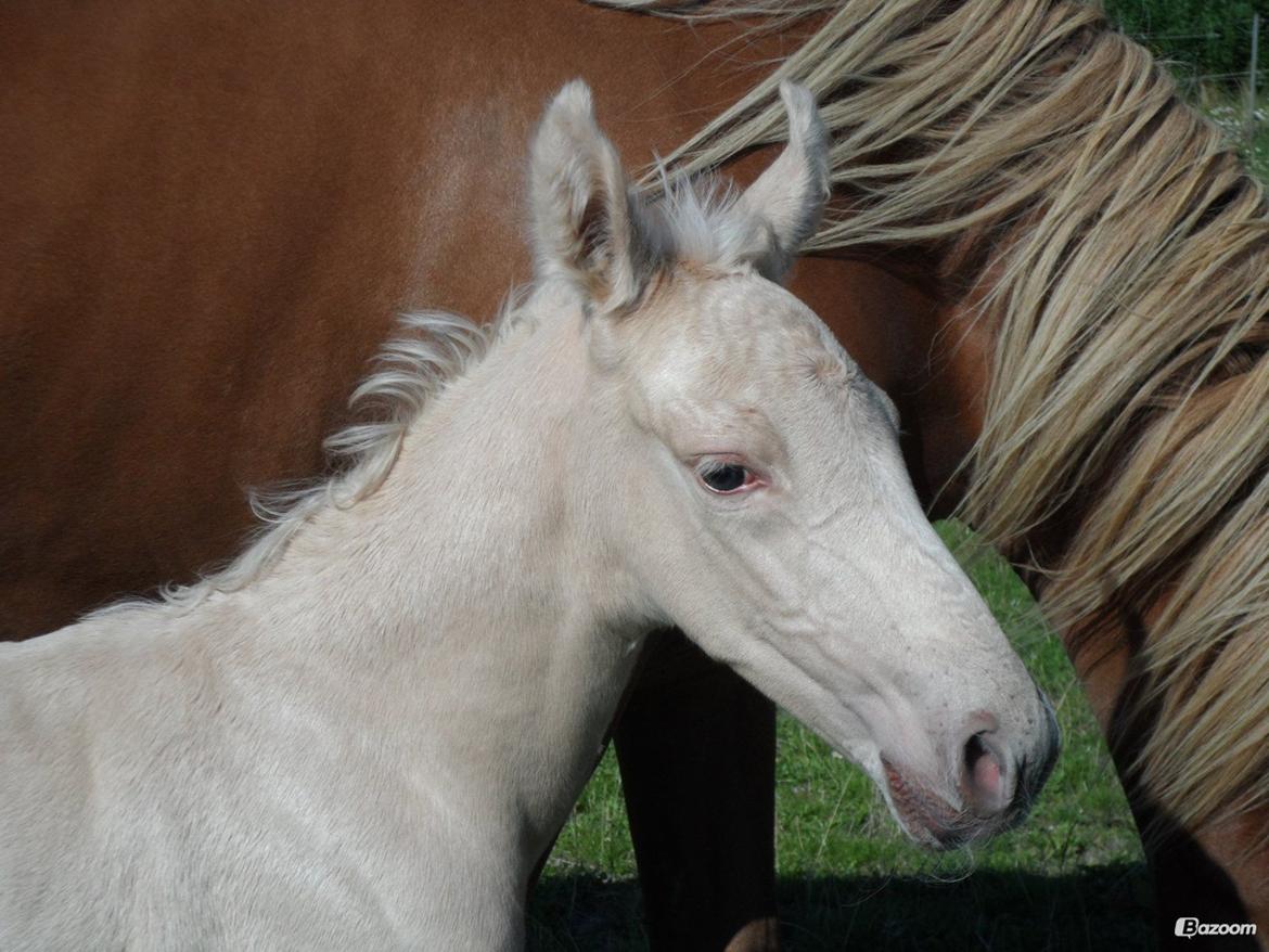 Palomino Sun Dancer billede 5