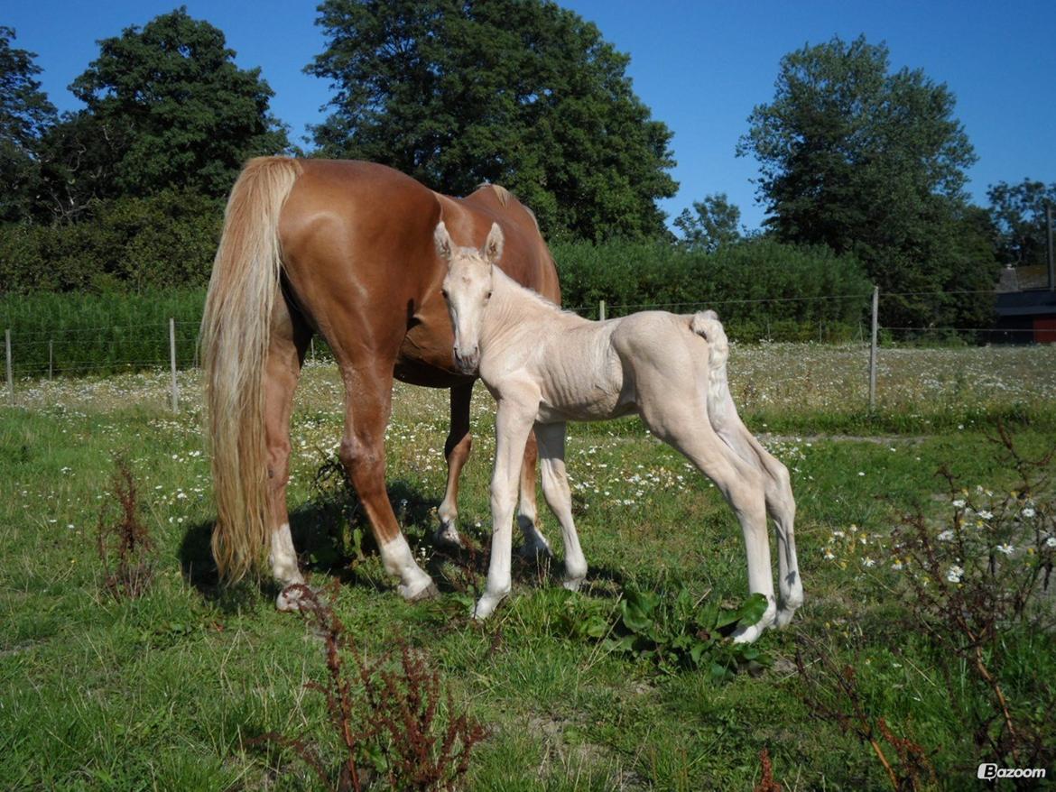 Palomino Sun Dancer billede 3