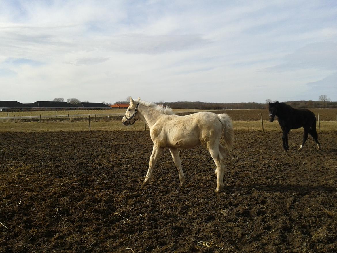 Palomino Sun Dancer billede 13