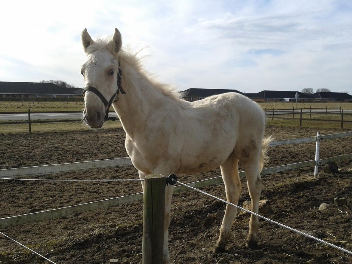 Palomino Sun Dancer billede 14