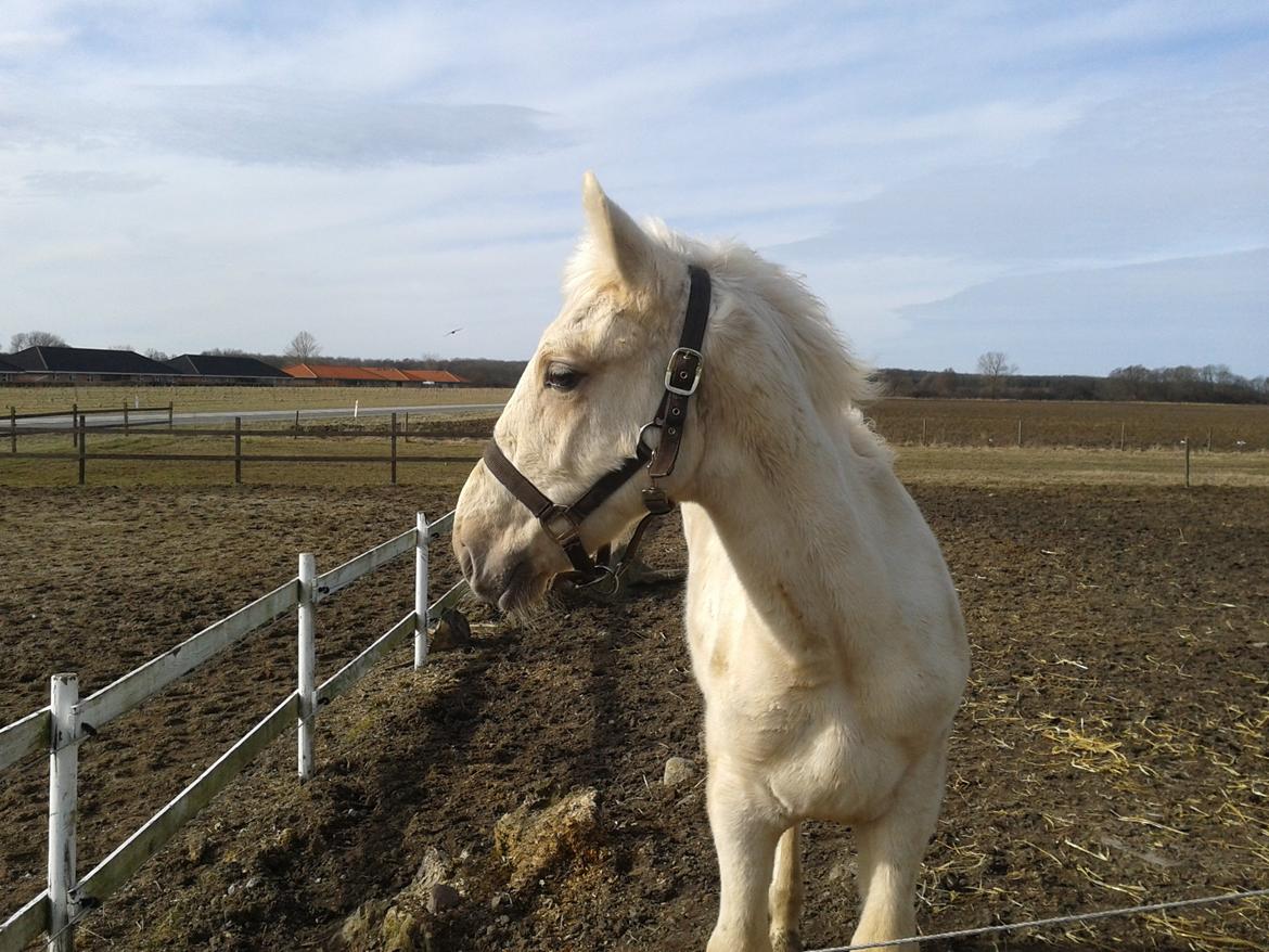 Palomino Sun Dancer billede 15