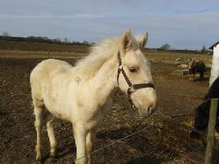 Palomino Sun Dancer billede 16