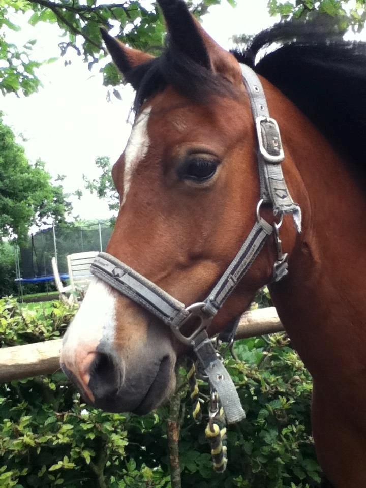 Anden særlig race Miranda *Muffin* - du lyser min verden op som 1000 stjerner på en gang<33 foto: mig billede 13