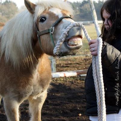 Haflinger Enghaves Noell billede 9