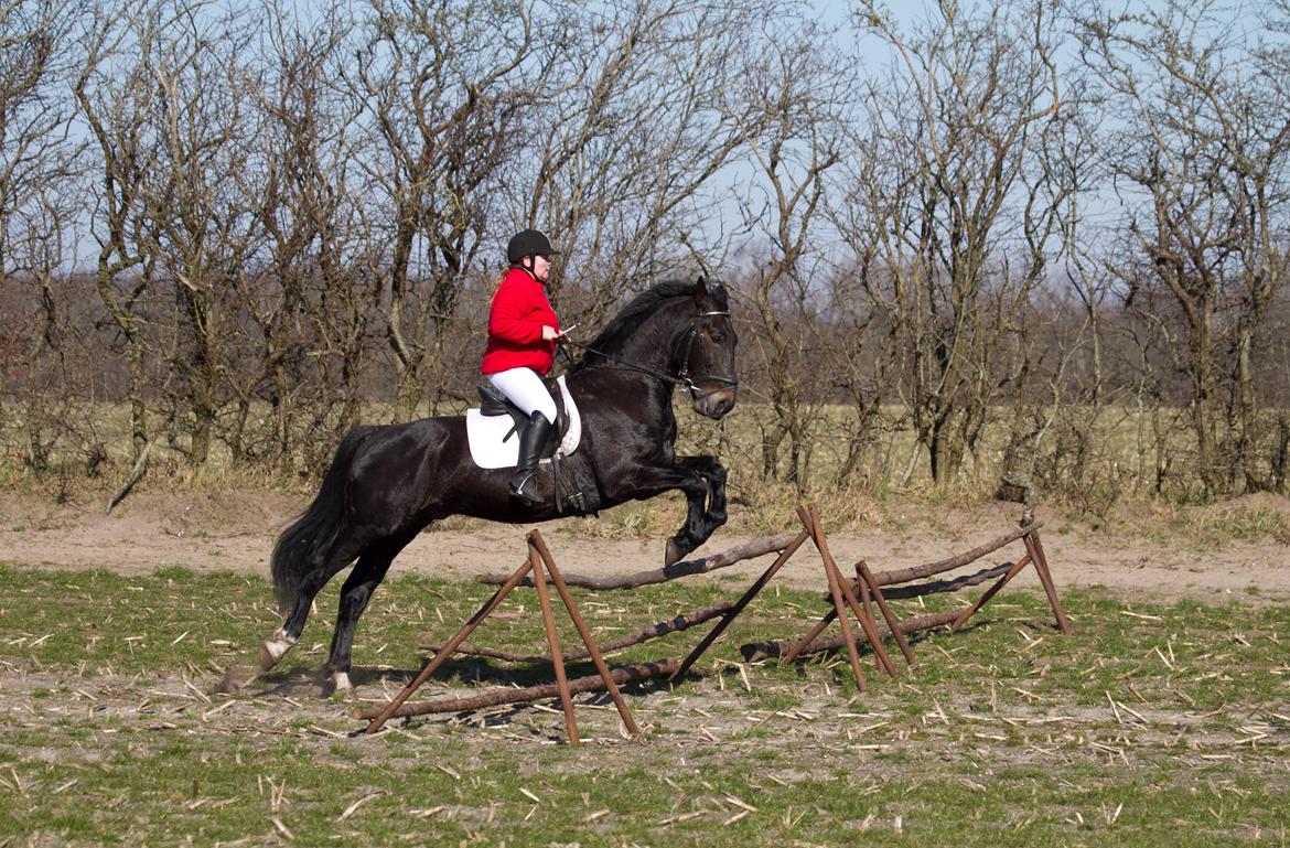 Oldenborg Cæsar Af Rævbjerggaard billede 1
