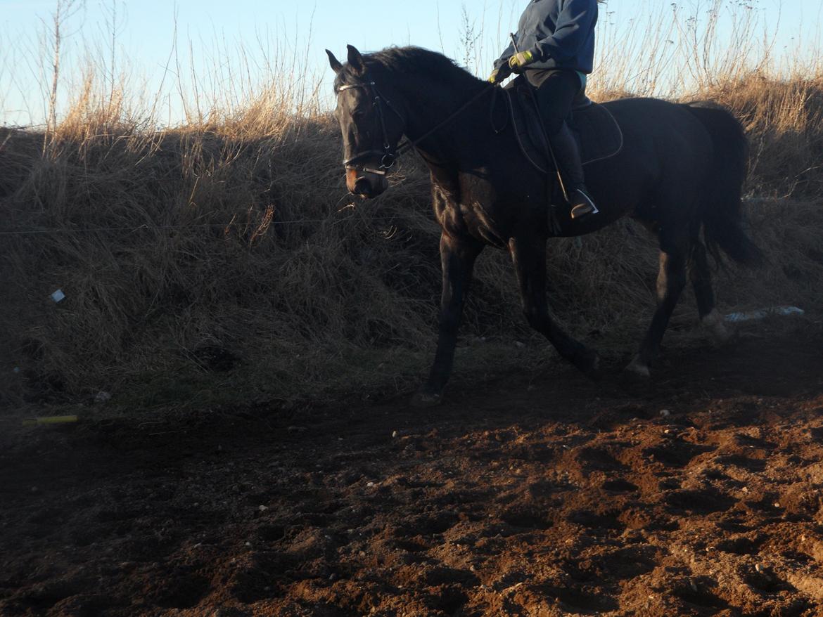 Oldenborg Cæsar Af Rævbjerggaard billede 5