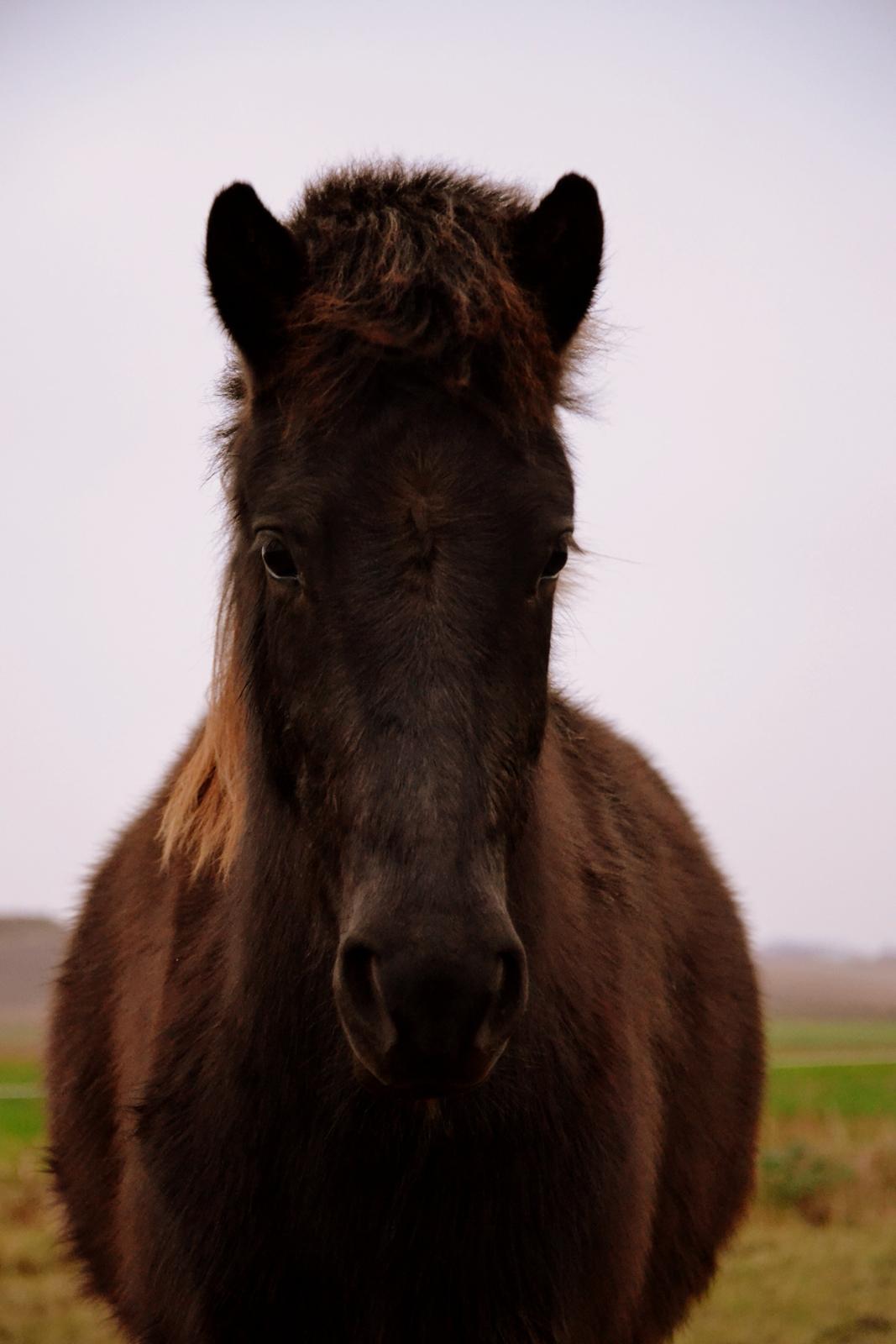 Islænder Fagur fra Vandsø - Splejsen <3 billede 2