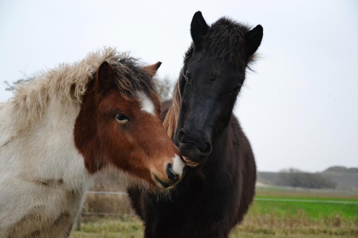 Islænder Fagur fra Vandsø billede 4