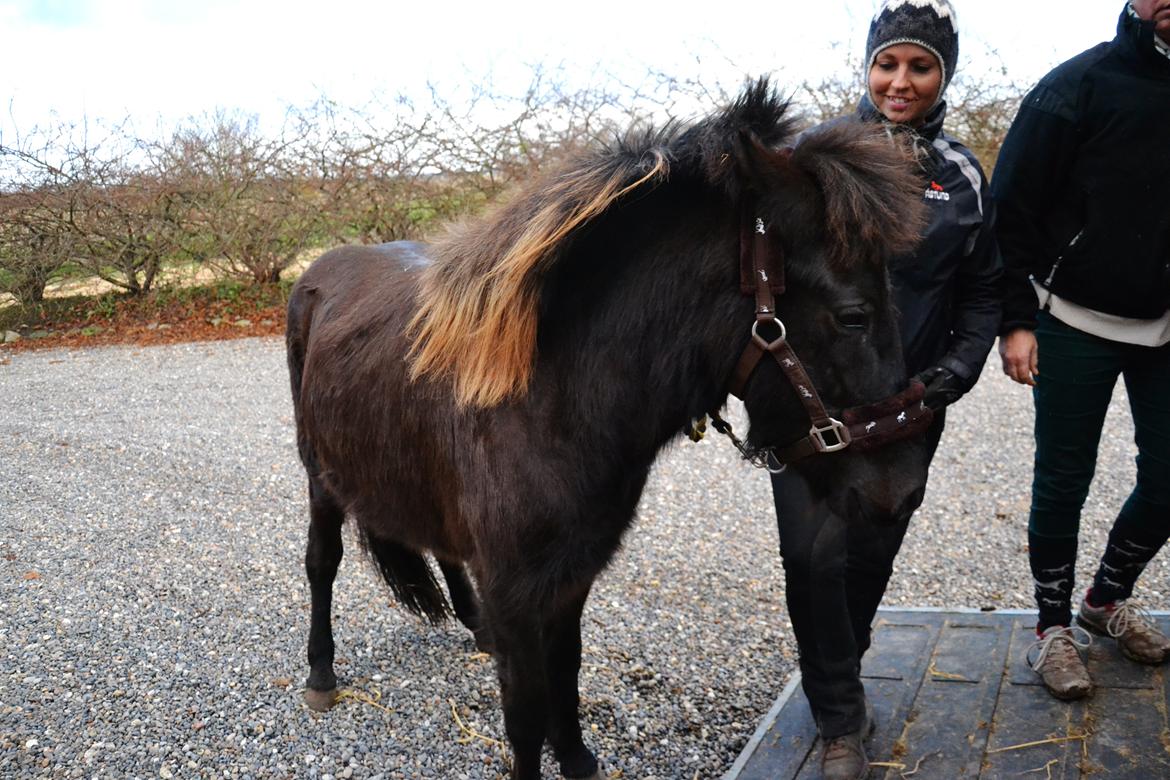 Islænder Fagur fra Vandsø billede 10