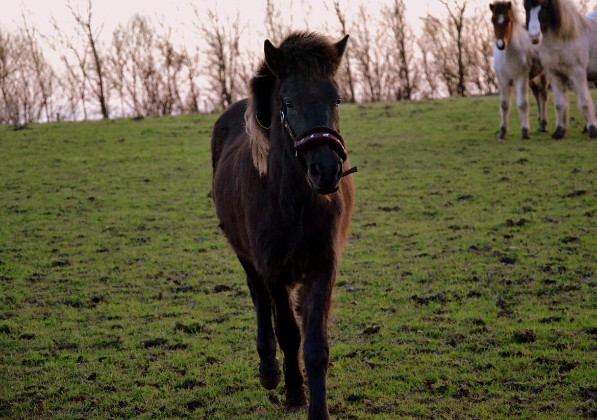 Islænder Fagur fra Vandsø billede 5