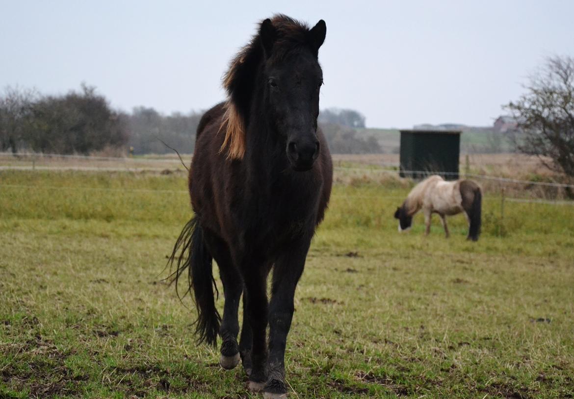 Islænder Fagur fra Vandsø billede 8