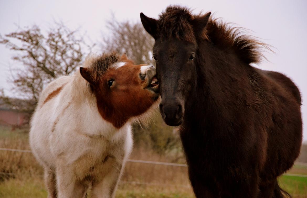 Islænder Fagur fra Vandsø billede 6