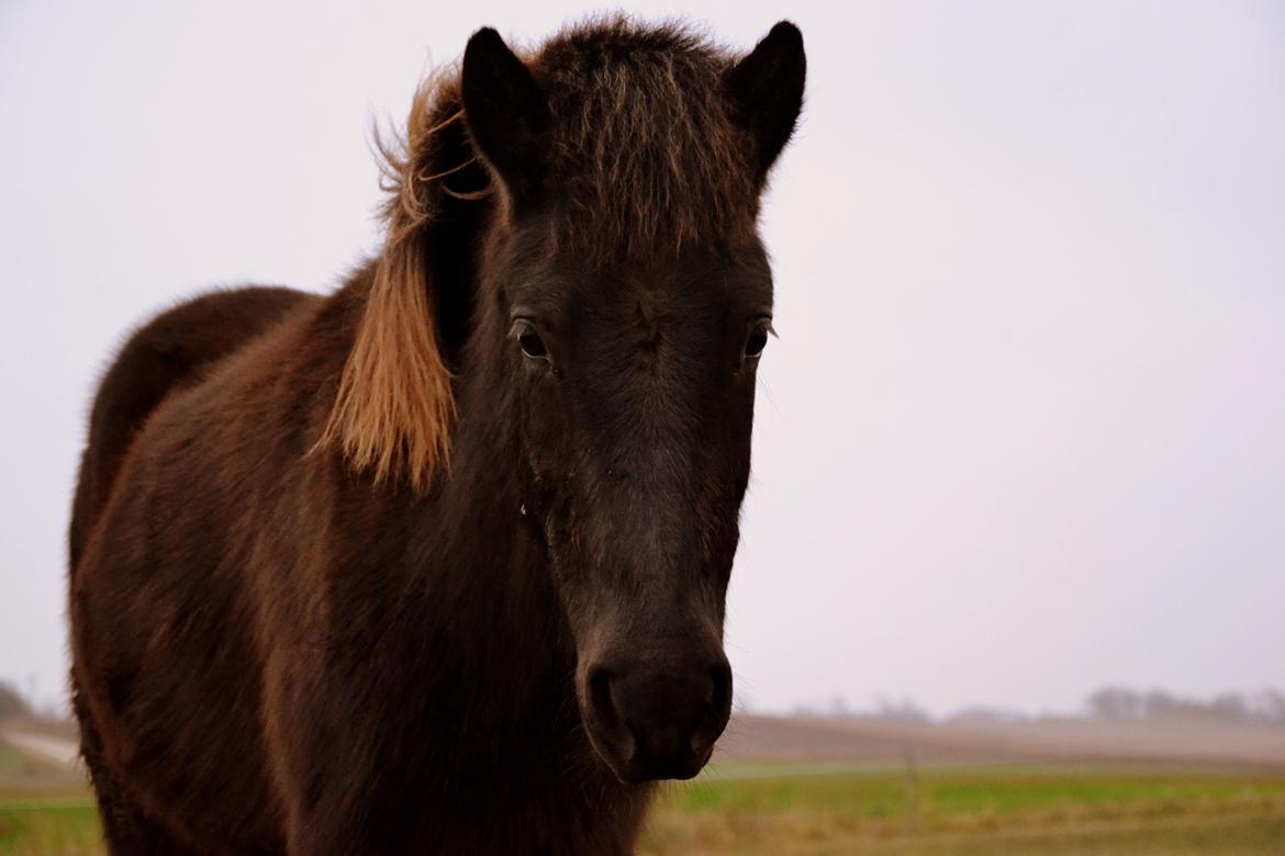 Islænder Fagur fra Vandsø billede 7