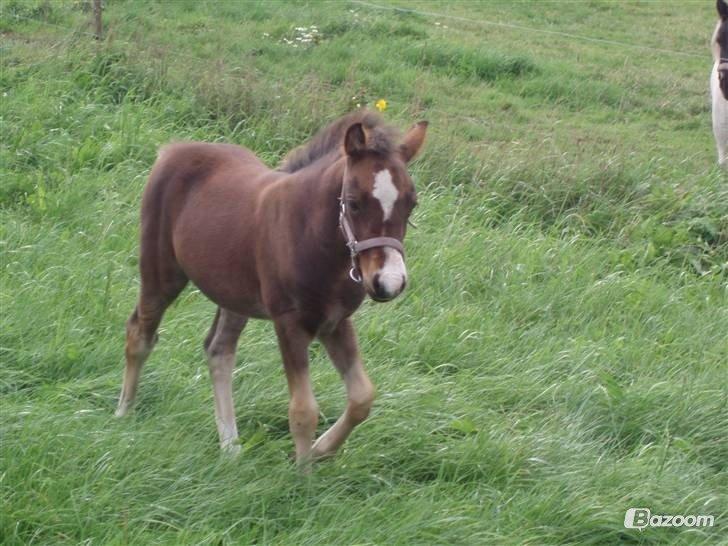 Anden særlig race Miranda *Muffin* - miranda som føl<3 foto: gamle ejer billede 19
