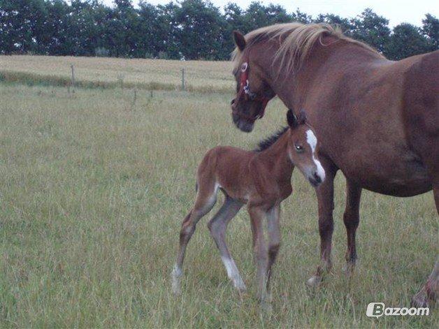 Anden særlig race Miranda *Muffin* - Miranda og hendes mor Babe<3 foto: gamle ejer billede 20