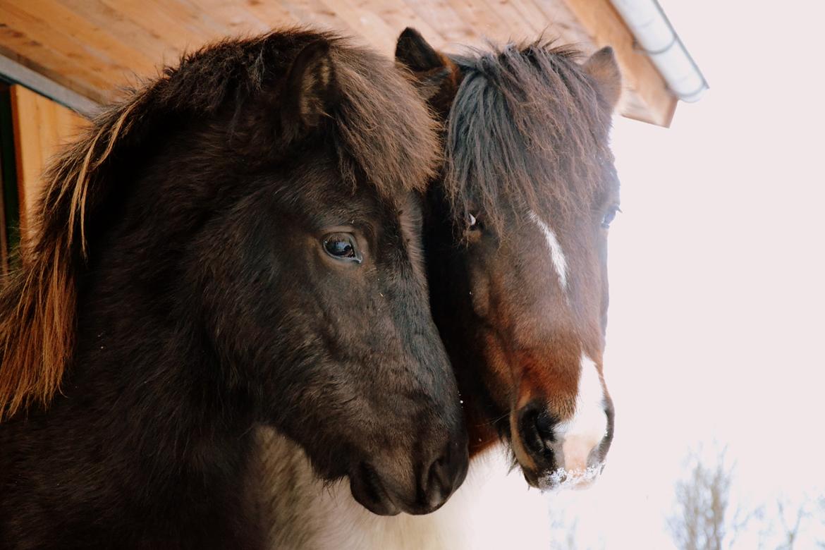 Islænder Fagur fra Vandsø billede 3
