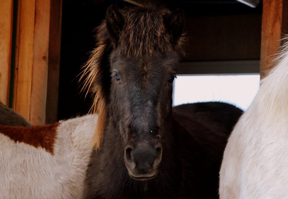 Islænder Fagur fra Vandsø billede 1