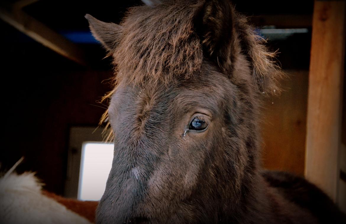Islænder Fagur fra Vandsø billede 9