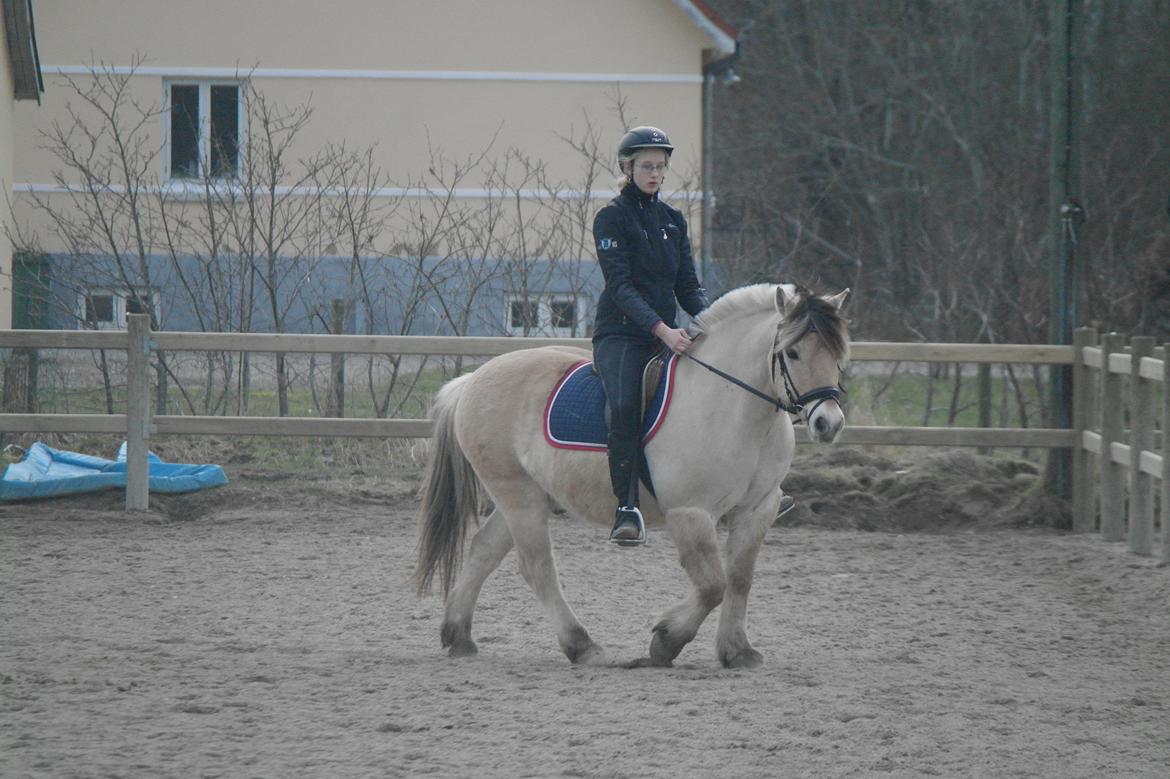 Fjordhest Frede <3 Guldponyen <2 - første dressur undervisning i lang tid, han var så sød! 6/3-2013. (foto mor) billede 18