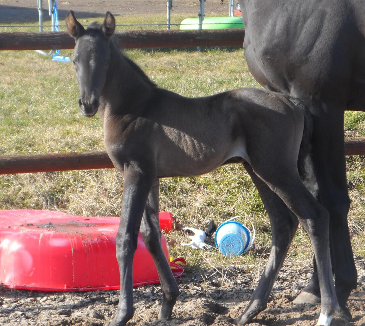 Trakehner Galilea billede 3