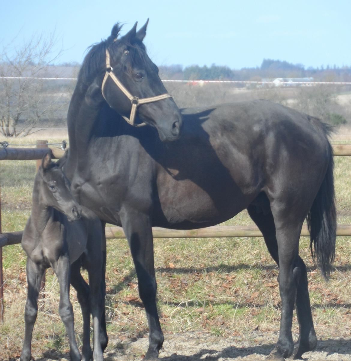 Trakehner Galilea billede 4