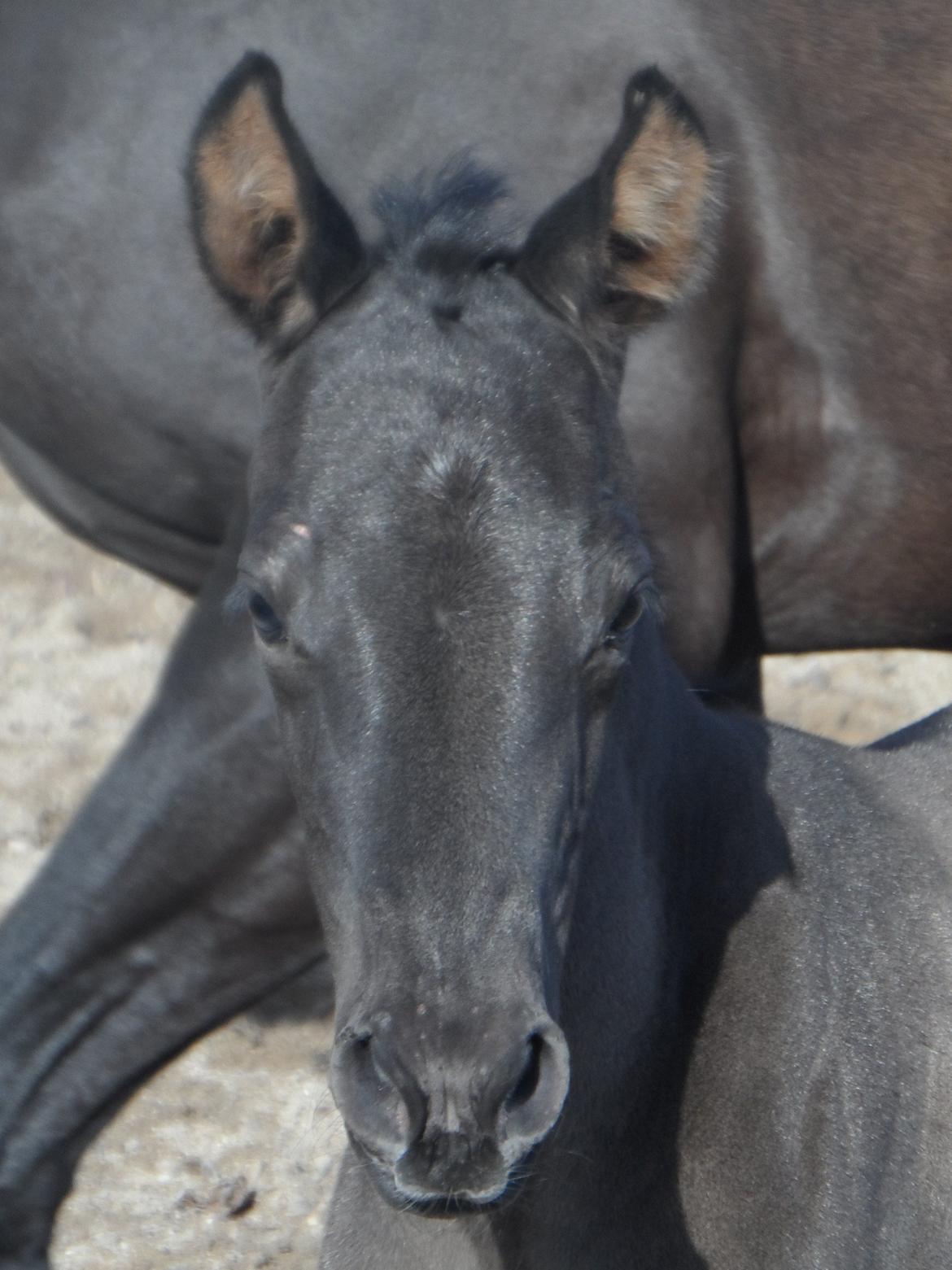 Trakehner Galilea billede 2