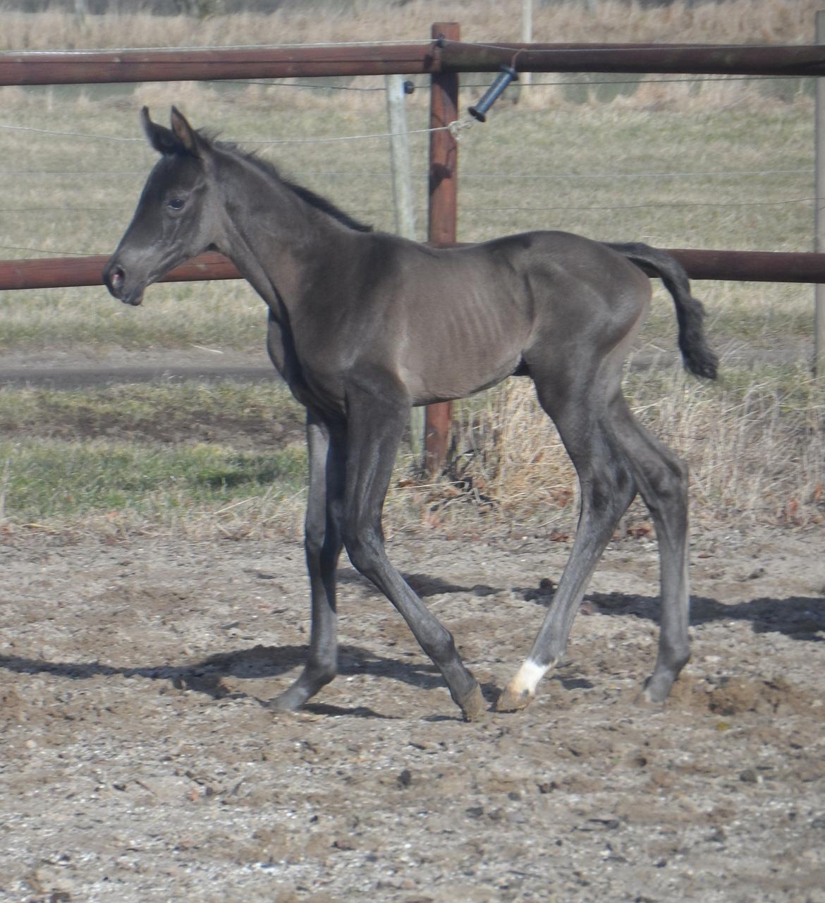 Trakehner Galilea billede 5