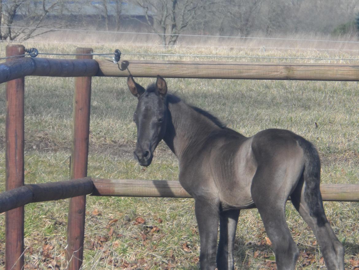 Trakehner Galilea billede 6