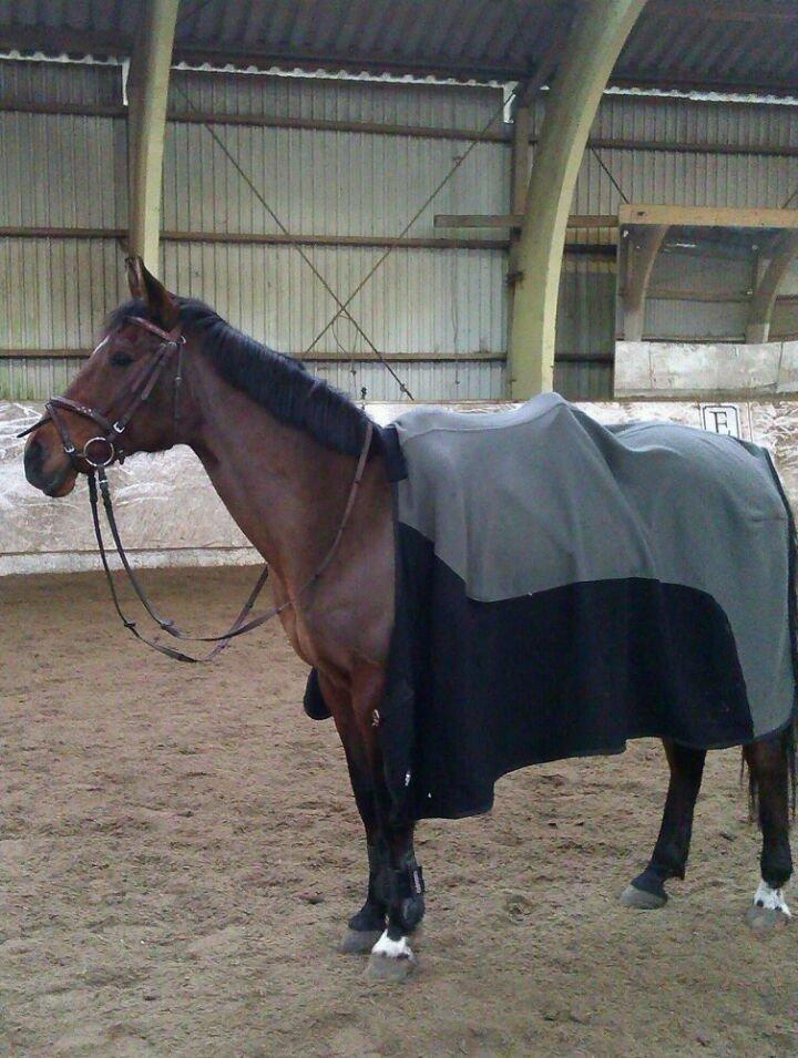 Anden særlig race Elipse billede 17