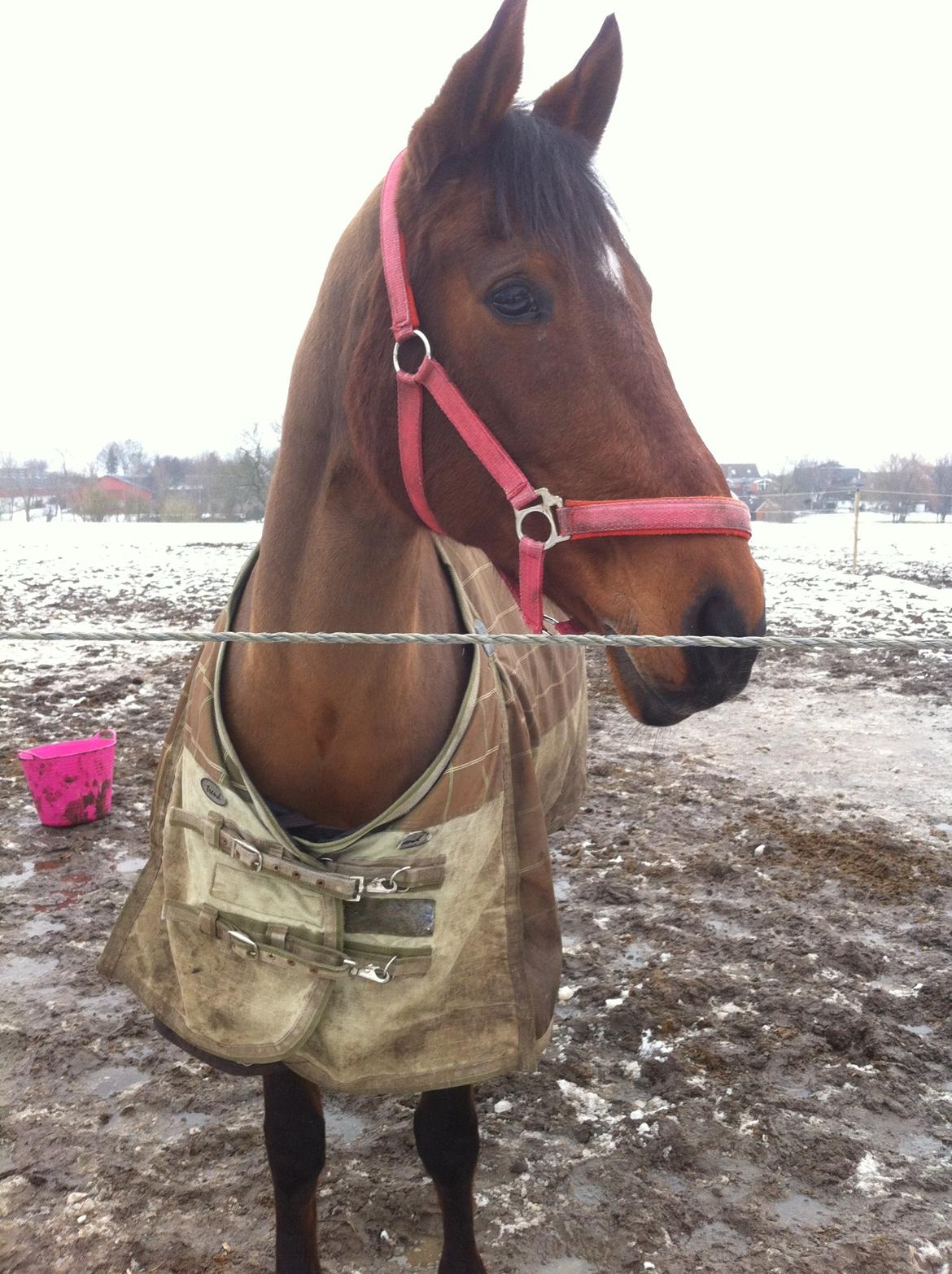 Anden særlig race Elipse billede 18