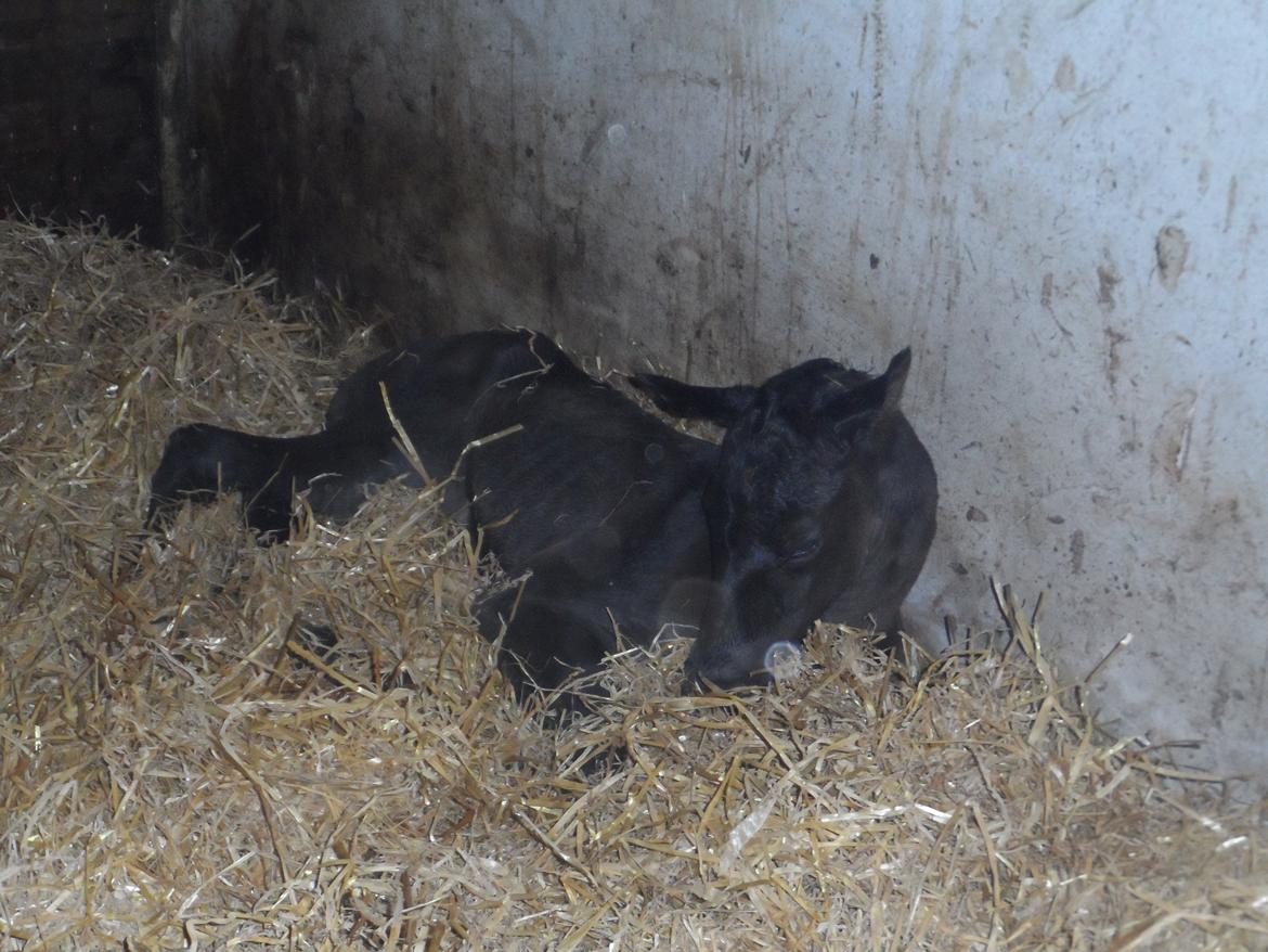 Trakehner Galilea billede 7