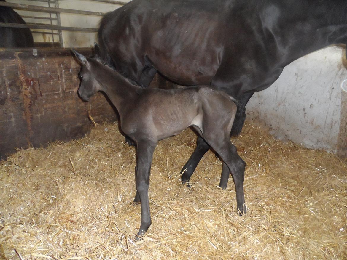 Trakehner Galilea billede 8