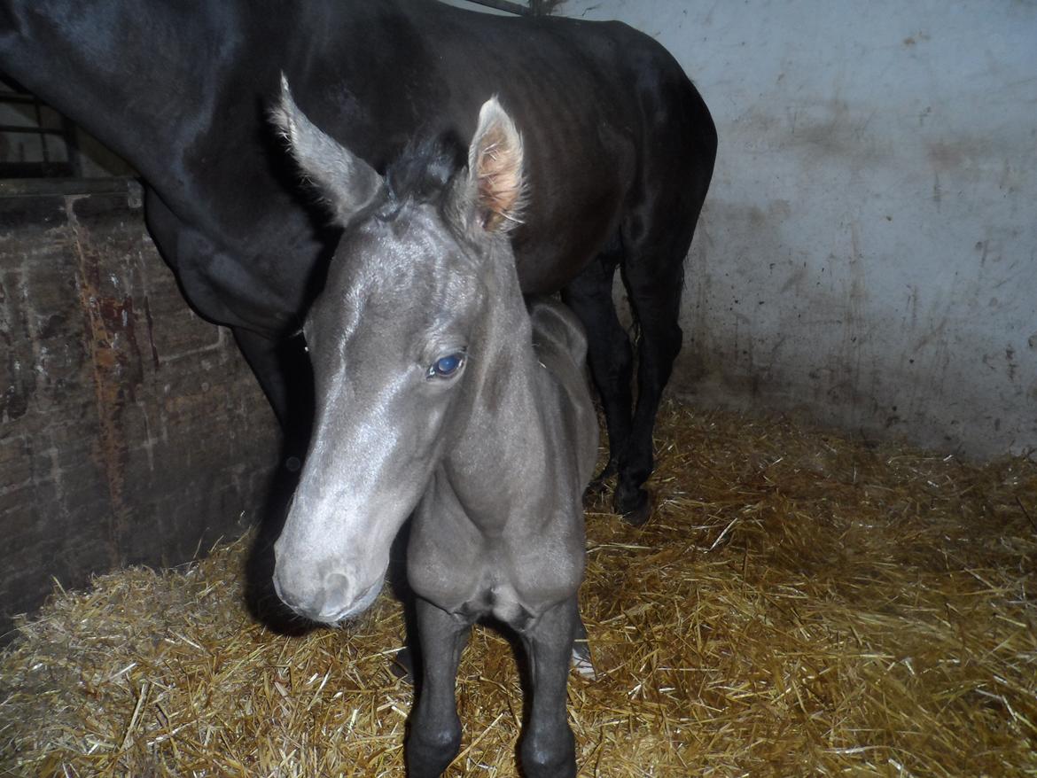 Trakehner Galilea billede 9