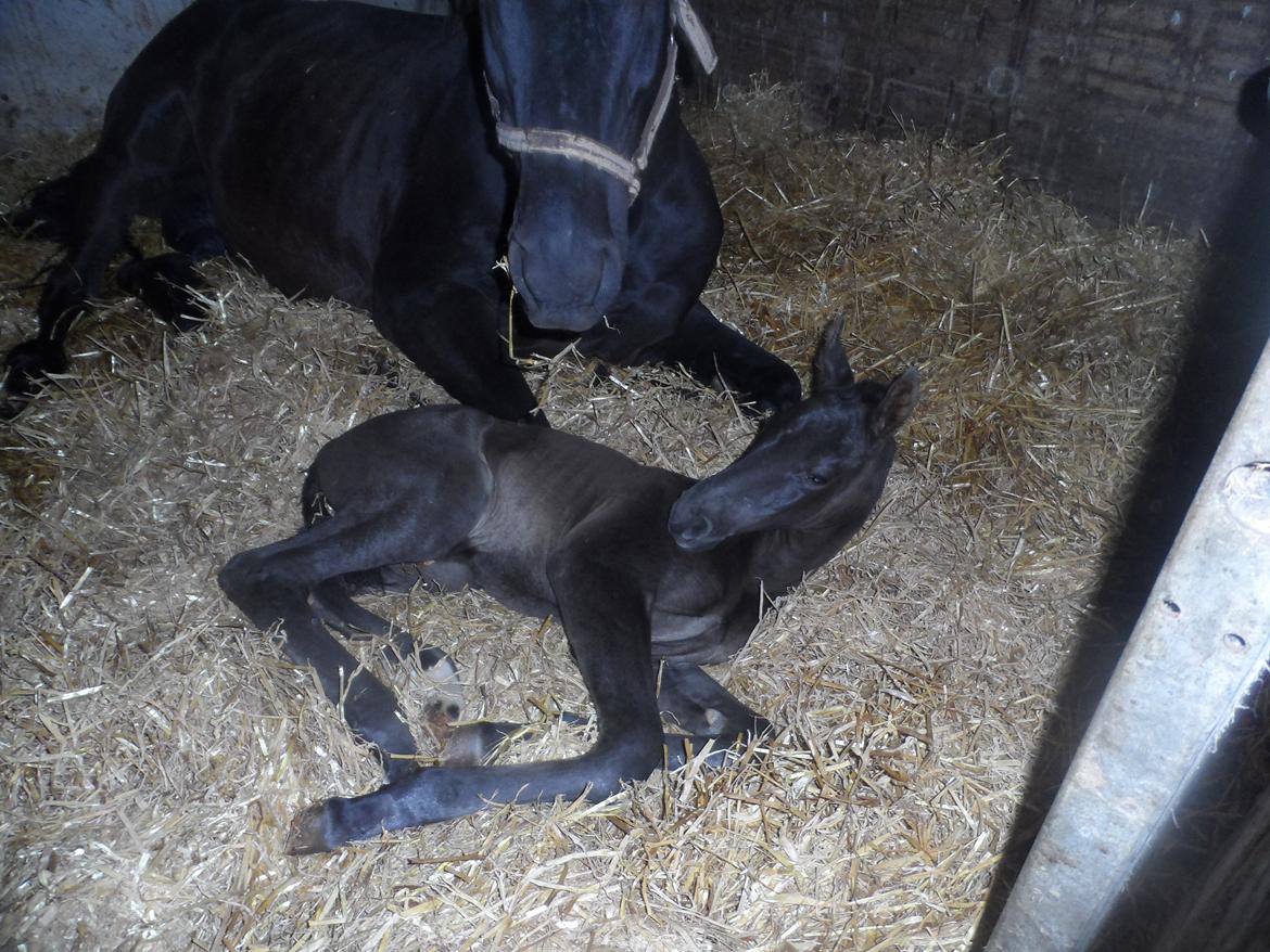 Trakehner Galilea billede 10