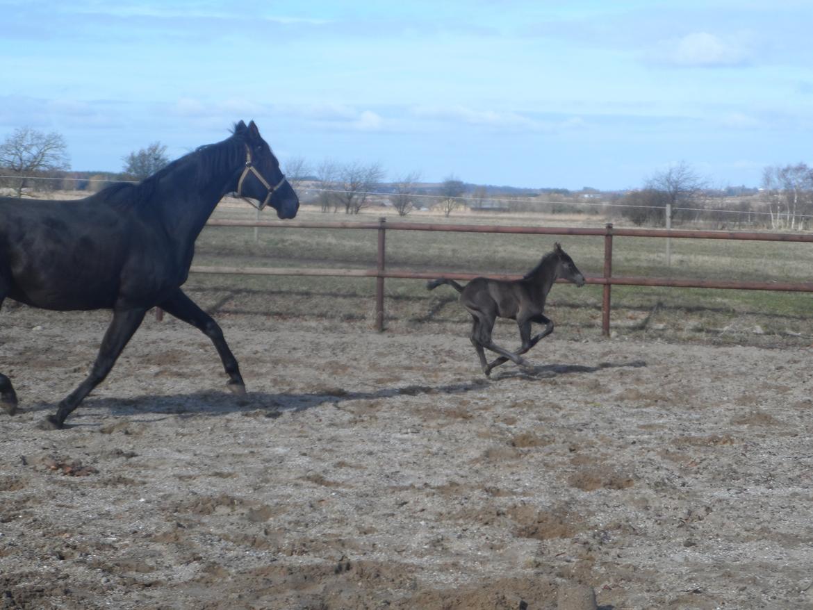 Trakehner Galilea billede 11