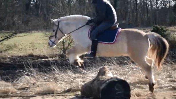 Fjordhest Frede <3 Guldponyen <2 - terræn stjernen ! <3 d. 3/3-2013 billede 7