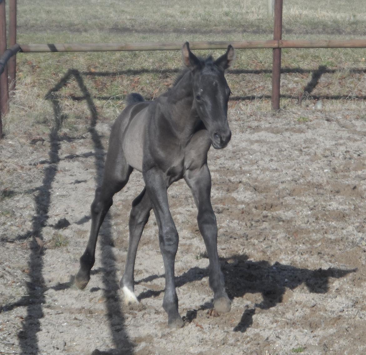 Trakehner Galilea billede 12