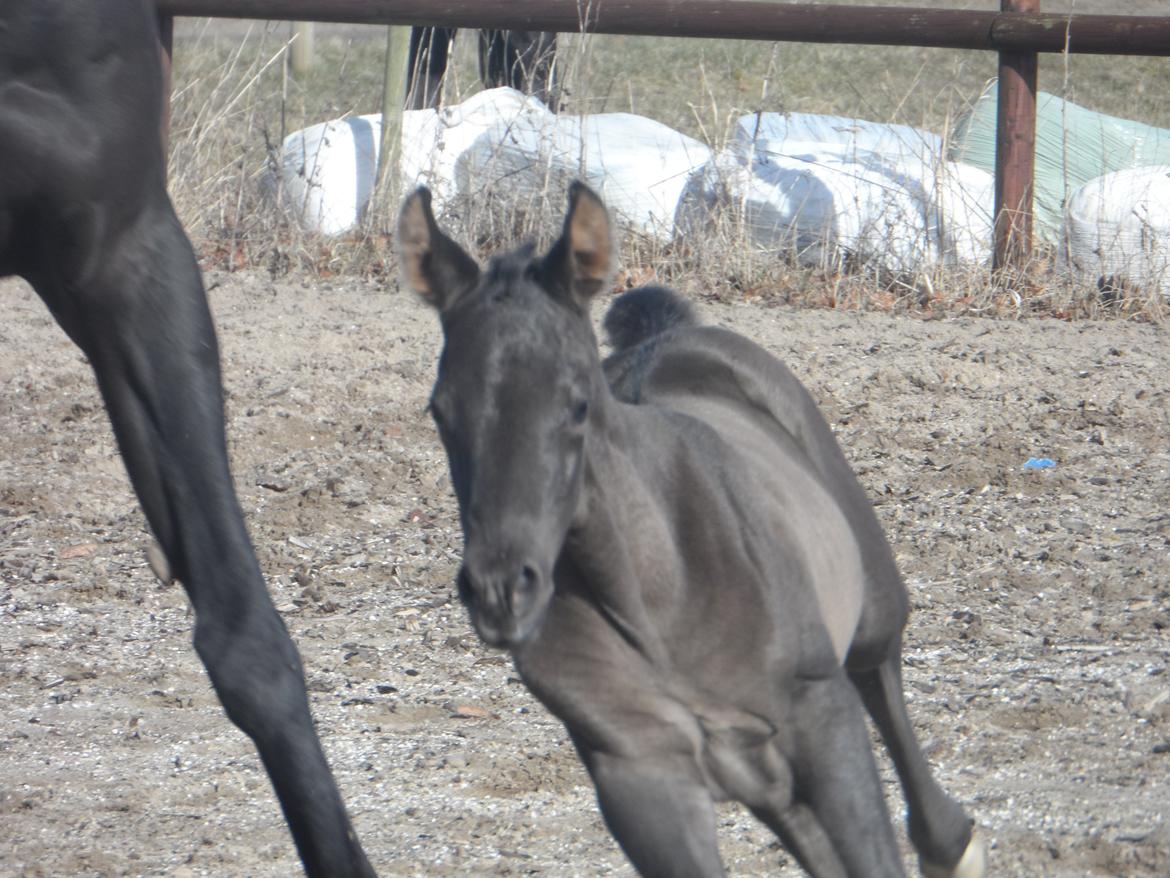 Trakehner Galilea billede 13