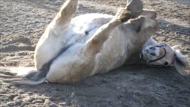 Fjordhest Frede <3 Guldponyen <2 - frede hygger sig efter dejlig terræn tur! <3 filmet og klippet af mig billede 14