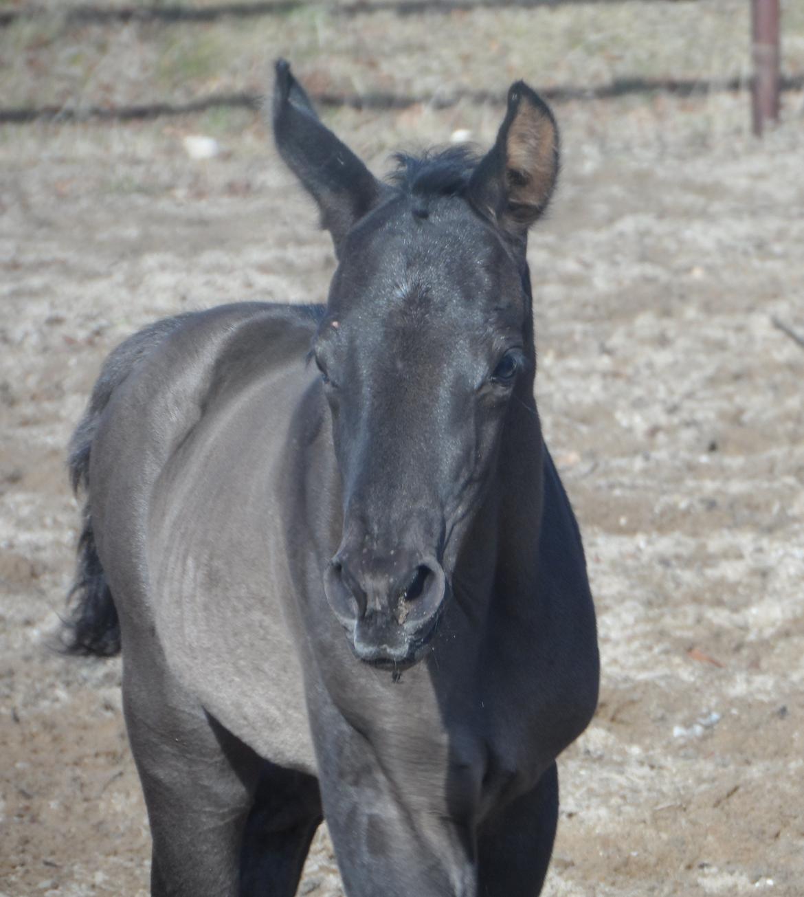 Trakehner Galilea billede 14