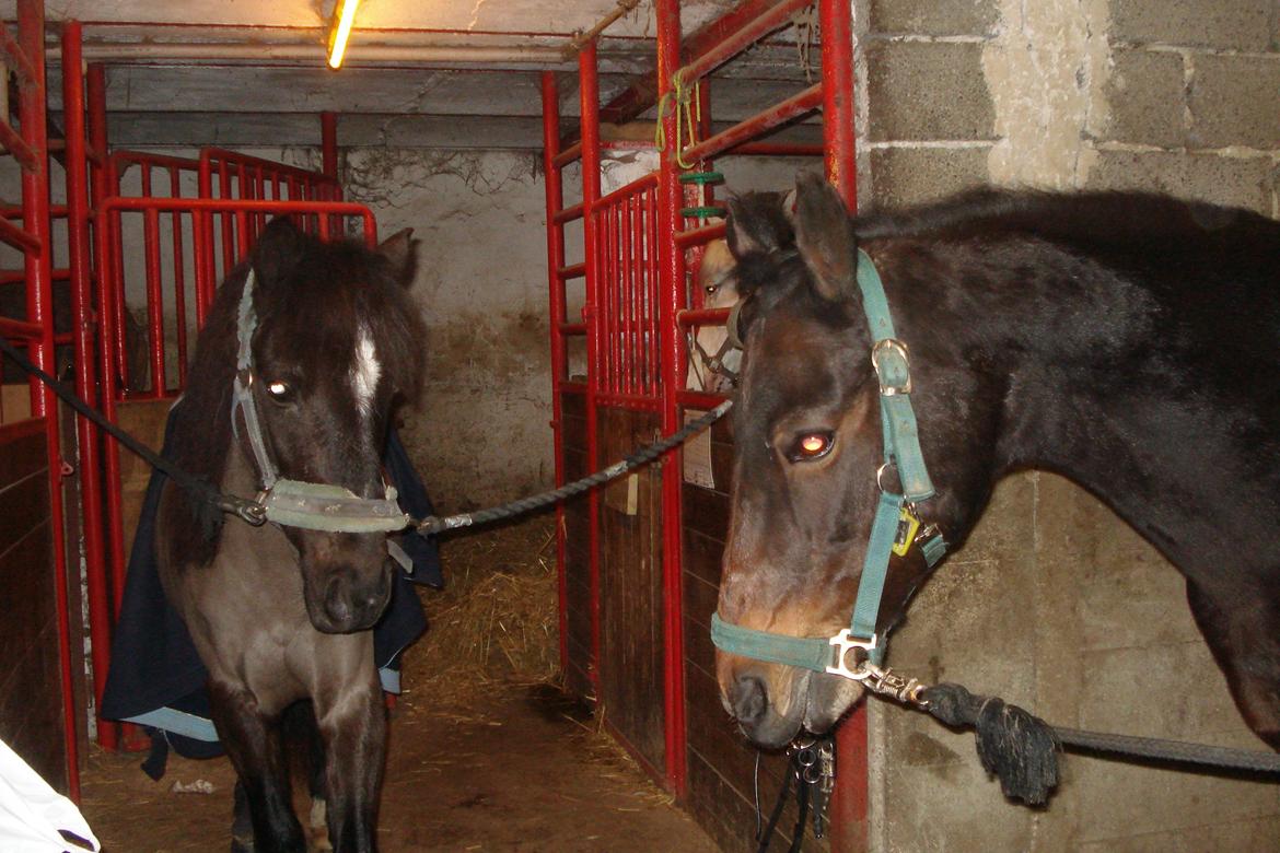 Anden særlig race Malibu - tikkeprins mali<3<3 billede 13